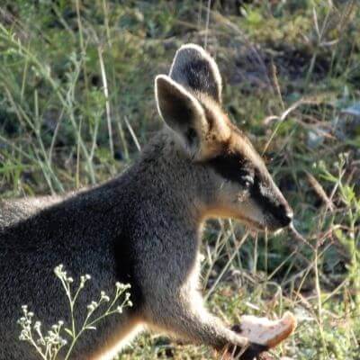 An Australia Wallaroo - part of the Kangaroo family.